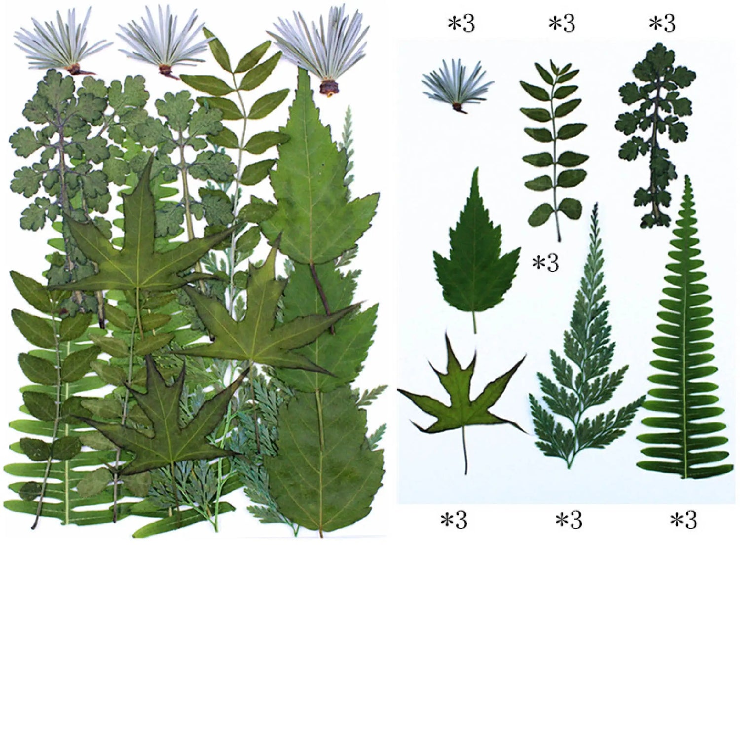 Fleurs séchées vertes et colorées pour créations résine