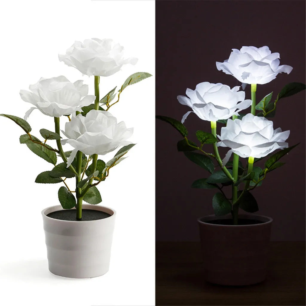 lumière solaire forme rose blanche rouge jaune feuillage vert extérieure moderne