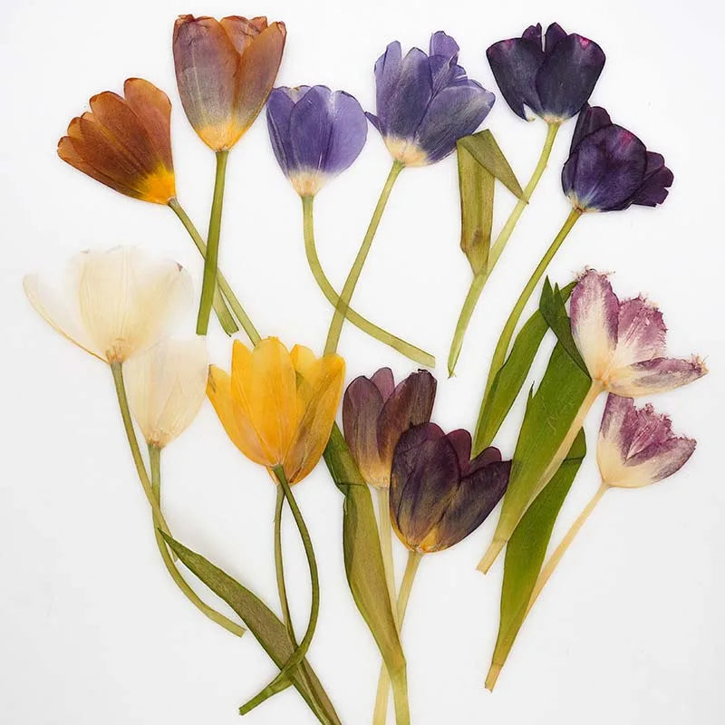 fleurs séchées tulipes violet jaune blanc orange décoration maison naturelle intérieur anniversaire mariage