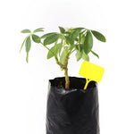 étiquettes jardinage rouge vert jaune bleu blanc smiley durable antiusure extérieures 30 pièces