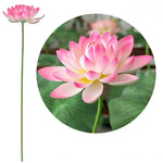 fleur artificielle lotus tige longue décoration intérieure vert rose blanc naturel détaillé Pods Feuilles