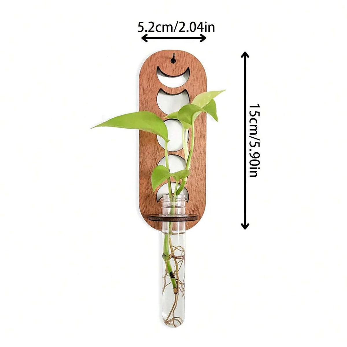 décoration murale bois plantes tubes essai propagation plante bohème chambre salon