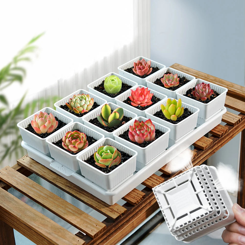 pots plantes plastique moderne blanc cactus succulents lithops drainage decoration maison