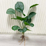 décoration murale moderne plante artificielle feuilles vertes racines apparentes salon chambre coucherextérieur