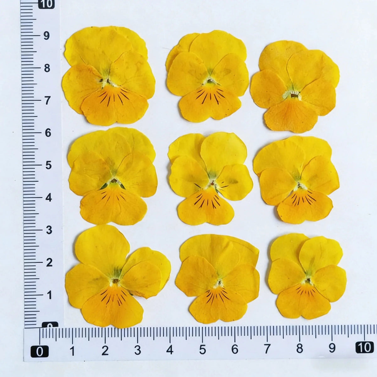 fleurs pressées violettes jaunes oranges decoration moderne assiette decoupe anniversaire intérieur maison