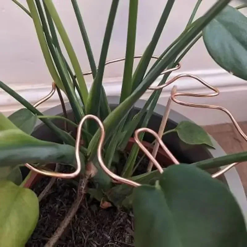 support plante or moderne adhésif facile géométrique simpleDecorationPlantes vàng adhesive easy geometric simple