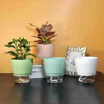 pot fleurs transparent bas blanc rose pâle vert clair moderne annuaire flexible