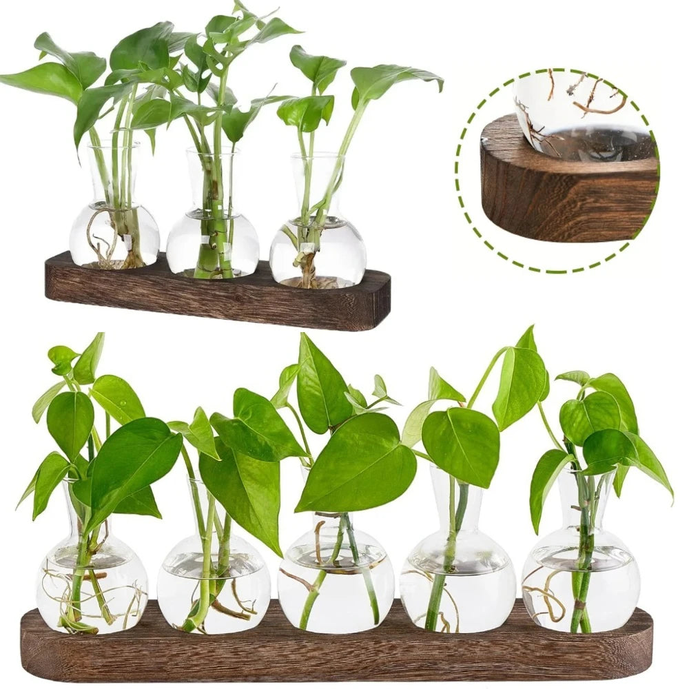 station multiplication plantes verre bois transparent moderne vases support nature élégante intérieur culture