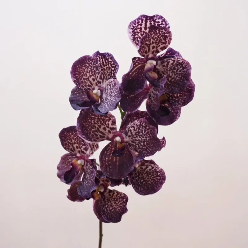 Décoration intérieure orchidée artificielle latex violette rose blanche naturelle têtes