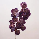 Décoration intérieure orchidée artificielle latex violette rose blanche naturelle têtes