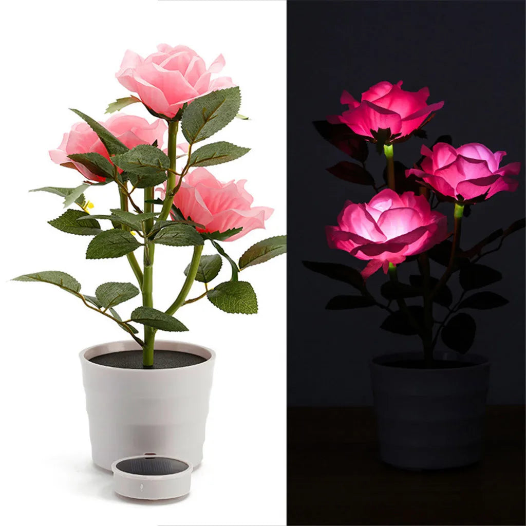 lumière solaire forme rose blanche rouge jaune feuillage vert extérieure moderne