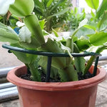 support plante vert foncé clips plastique peint pratique fleur grimpante bonsaï jardin arrangement