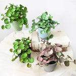 plantes artificielles vert violet feuilles rondes moderne minimalisteintérieur exposition pot sans fixation