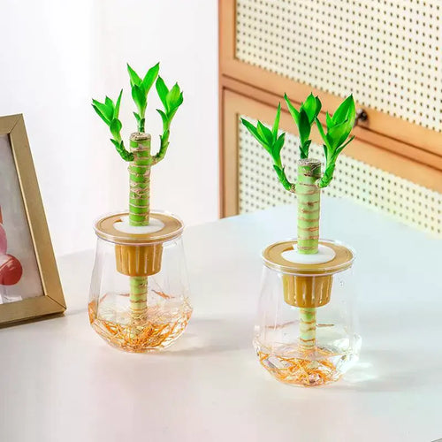 pots plante verre transparent moderne minimaliste facettes géométriques intérieur bambou