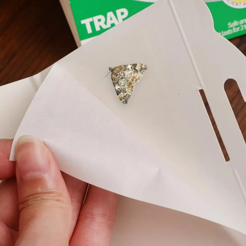 pièges papillons clips vert blanc noir imprimé papillons pratique facile utiliser