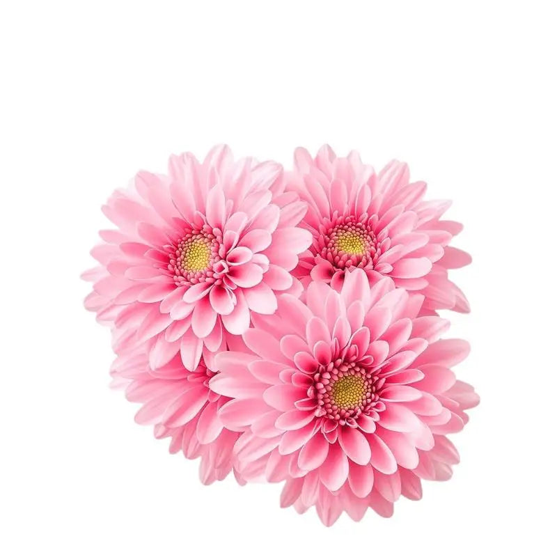 sticker mural moderne fleur gerbera rose adhésif décoration intérieure contemporain chambre salon