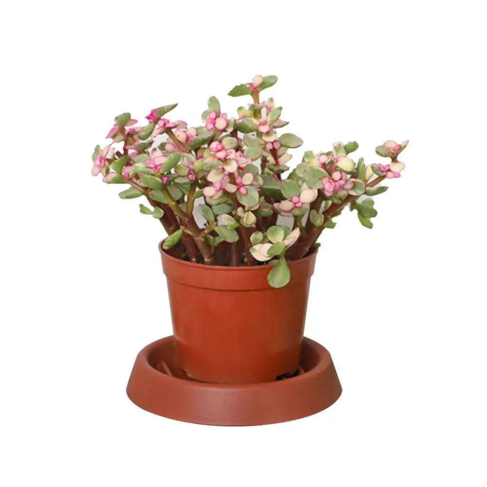 supports pot moderne rayures marron différents diamètres 7cm 9.5cm 12cm 15.5cm durable plantation fleurs