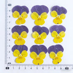 fleurs pressées violettes jaunes oranges decoration moderne assiette decoupe anniversaire intérieur maison