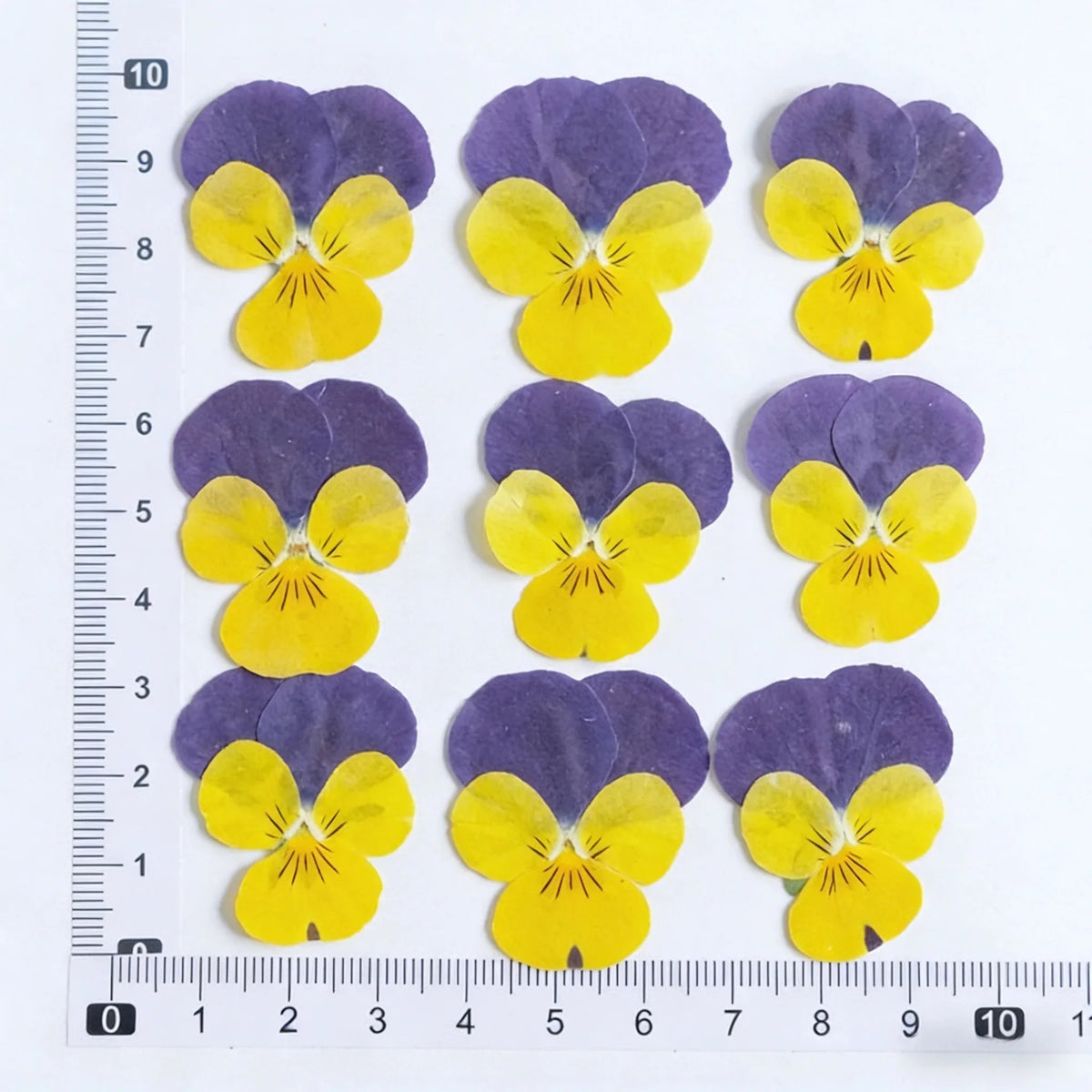 fleurs pressées violettes jaunes oranges decoration moderne assiette decoupe anniversaire intérieur maison