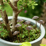 piquets decoratifs jardin metal forme champignons retro decoration exterieure printemps amusants miniatures marron gris