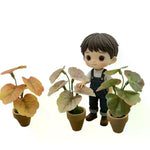 plantes artificielles vertes feuilles ovales pot terre cuite décoration maison réaliste petits espacesintérieur