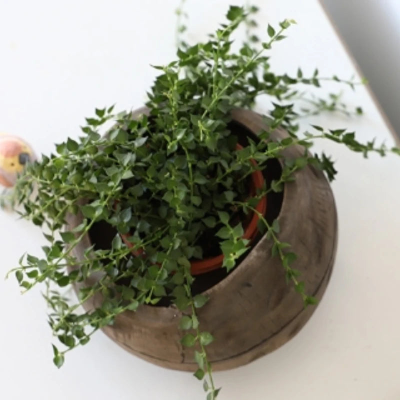 Cache pot bois gravures rustique marron clair sans fixation arrangement floral salon entrée chambre