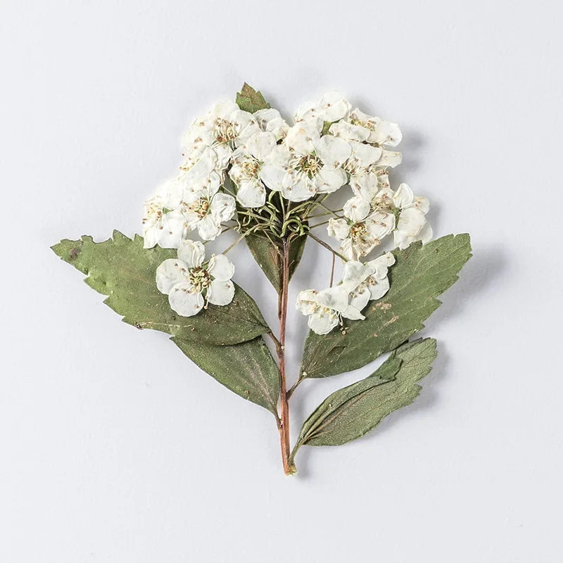 fleurs séchées bouquet blanc vert feuilles naturelles décoration artisanale intérieur anniversaire rustique