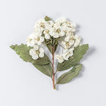 fleurs séchées bouquet blanc vert feuilles naturelles décoration artisanale intérieur anniversaire rustique