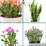Support plante noir plastique moderne 16cm 27cm eyeletsintérieur fleur fixe