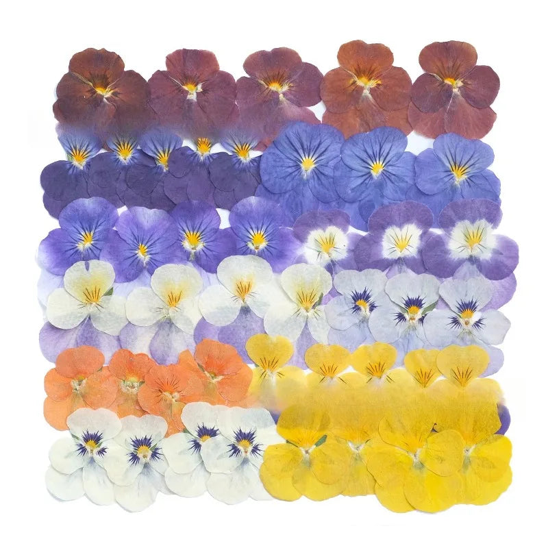 fleurs pressées violettes jaunes oranges decoration moderne assiette decoupe anniversaire intérieur maison