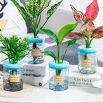 Pot plante hydroponique transparent moderne minimaliste 8cm 10cm 12cm 15cm 20cm