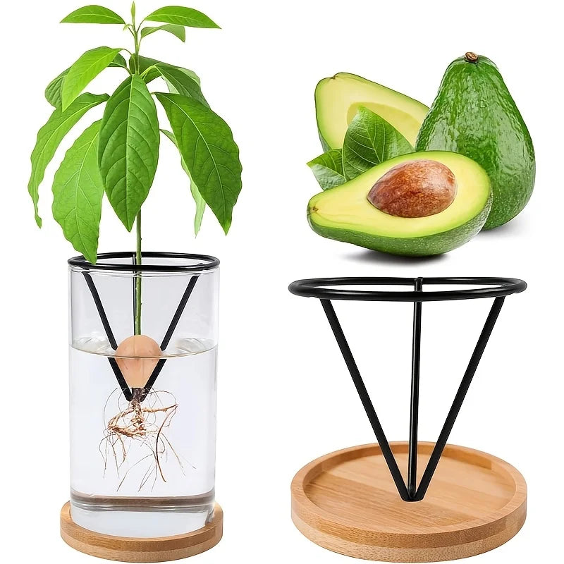 support germination avocat vase verre socle bois transparent structure metallique noire racines pousse
