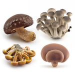 miniatures champignons réalistes photographie accessoires gris rouge blanc marron opaques pastoralesextérieur