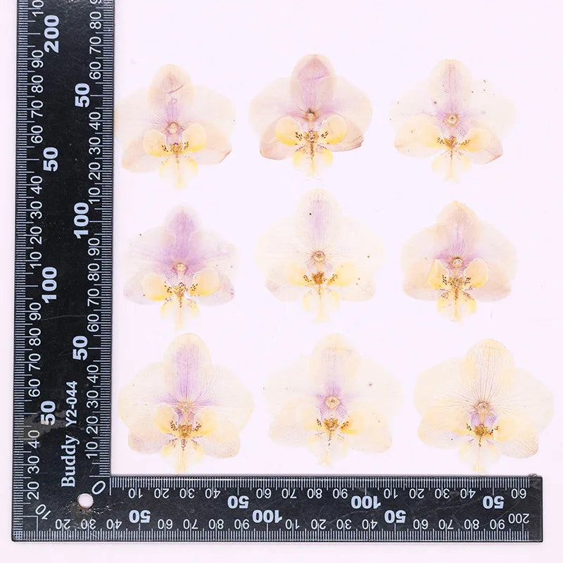 fleurs séchées phalaenopsis violettes blanches jaunes naturelles décoration artisanale intérieur