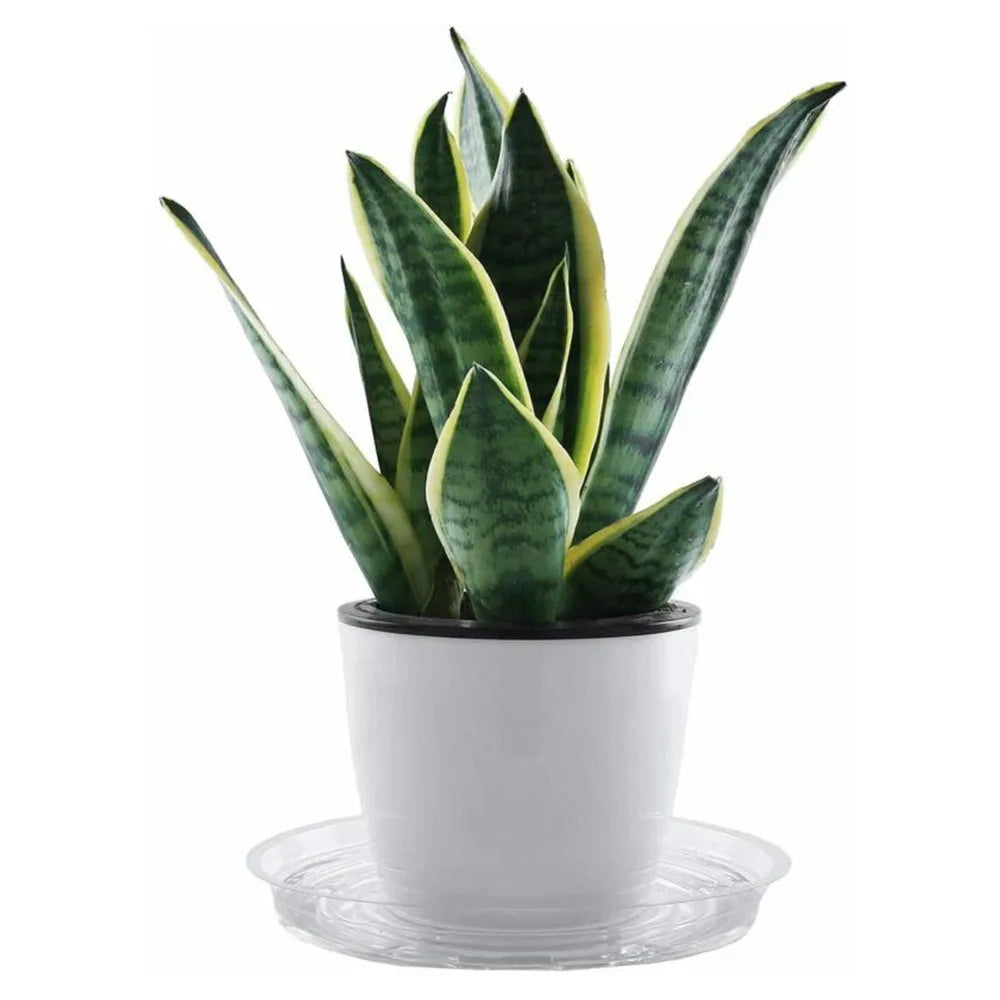 plateau plante transparent moderne adhésif intérieur pot fleur drainage'eau recyclable