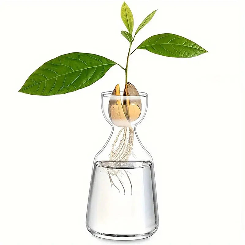 vase verre transparent moderne plantes croissance avocat fleurs artificielles minimaliste
