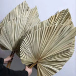 Feuilles de palmier séchées naturelles bouquet bohème