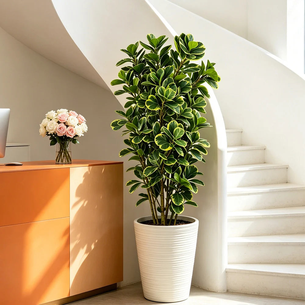 plante artificielle ficus 115cm 76cm feuilles vertes jaunes intérieur décoration maison tropicale faux arbre
