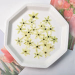 fleurs séchées décoratives vert clair jaune pâle naturelles miniatures décoration intérieure bricolage bijoux