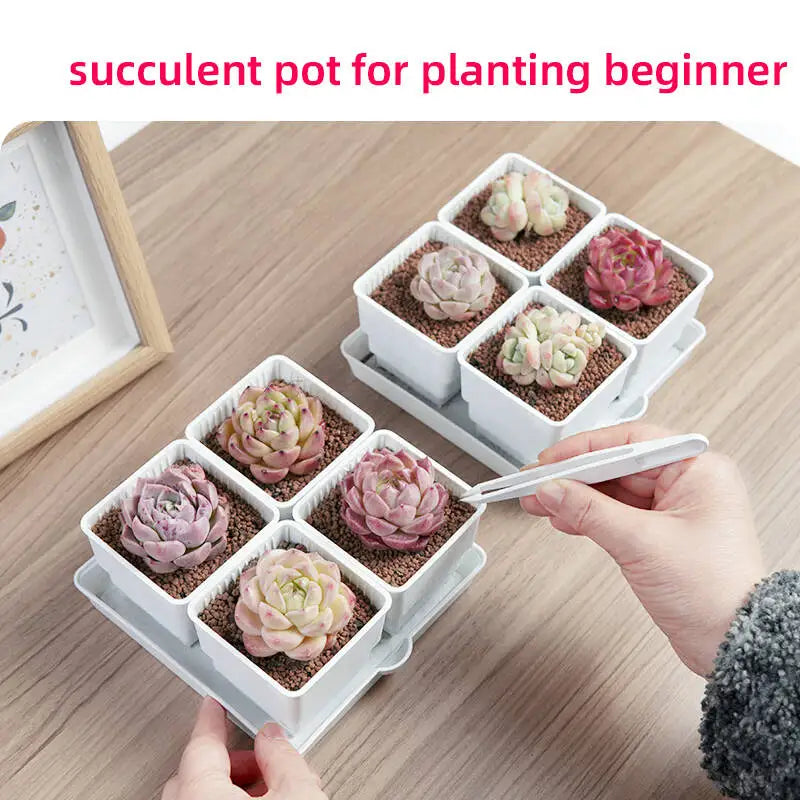 pots succulentes blancs modernes entailles drainage 6cm 7cm cactus pierres