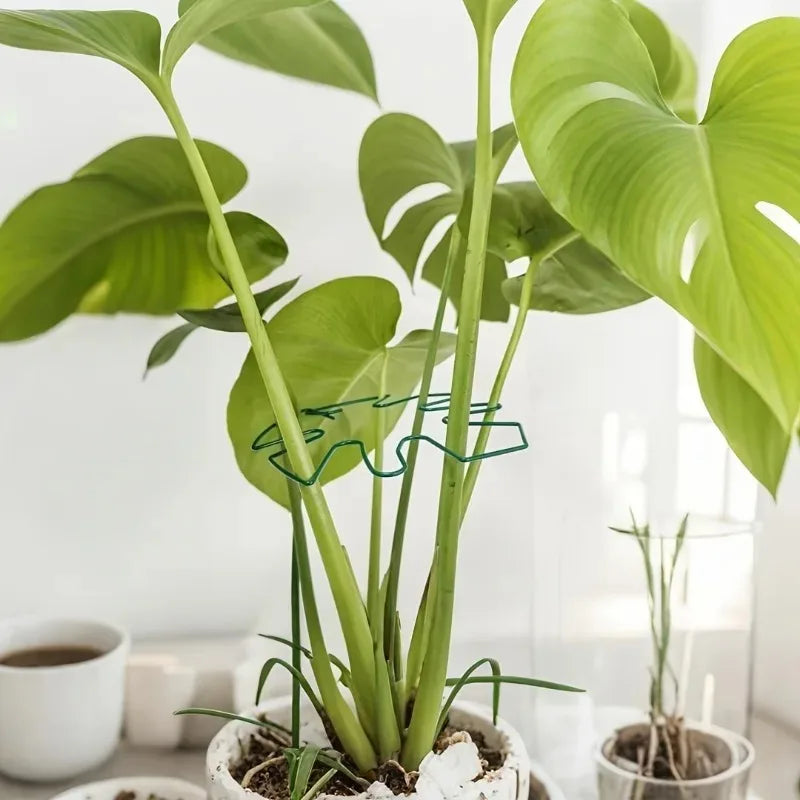 support plante spirale vert moderne adhésif petite grande robusteextérieurintérieur