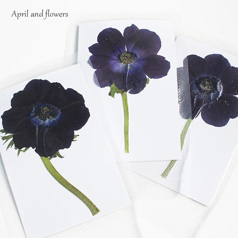 cartes postales fleurs pressées violet rouge classique adhésif intérieur anniversaire baby shower graduation