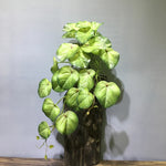 plantes artificielles feuilles ovales vert clair vert foncé naturel accrochées extérieur decoration 90cm 23feuilles