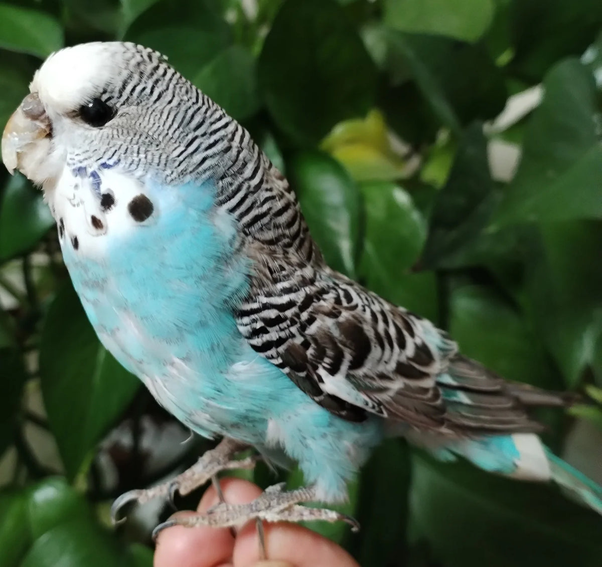 décoration intérieure oiseau plumes naturelles taxidermie blanc jaune bleu vert réaliste fixations poignets humains