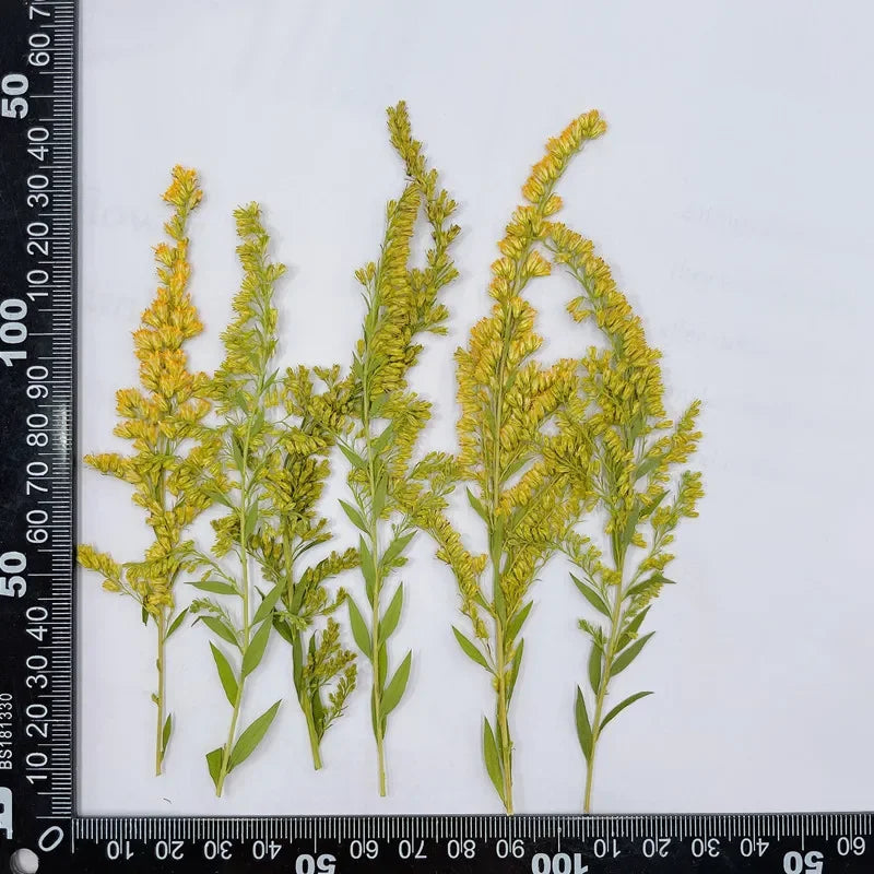 fleurs séchées naturelles vertes jaunes décoration maison anniversaire baby shower pendaison crémaillère