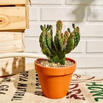 Pots terre cuite succulentes cactus drainage jardin rustique ensemble 24 pièces