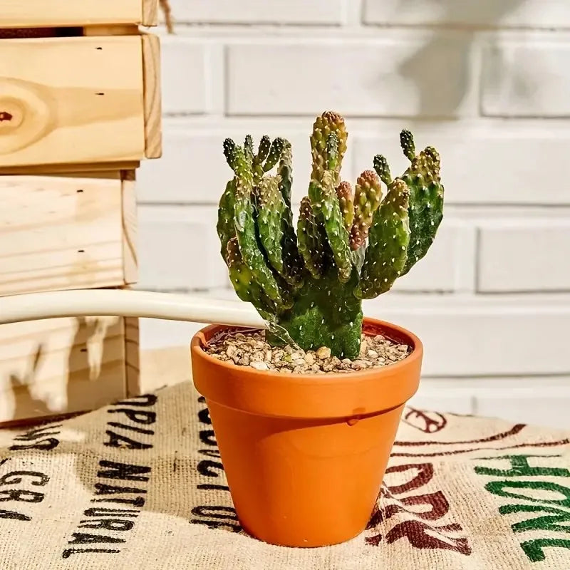 Pots terre cuite succulentes cactus drainage jardin rustique ensemble 24 pièces