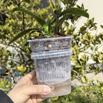 pots plante transparents modernes grille drainage auto absorption d'eau 10cm 12cm 15cm