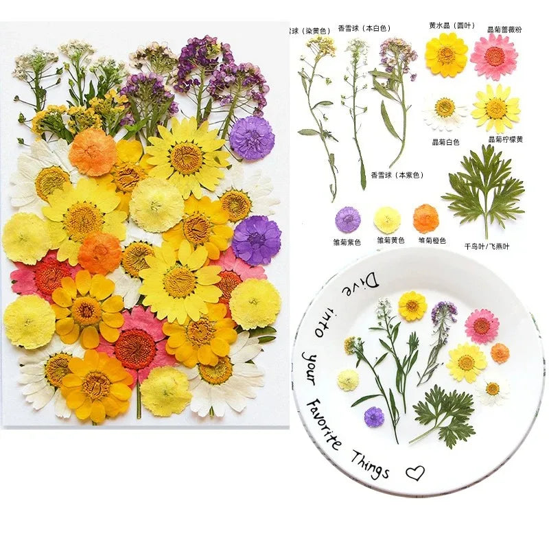 fleurs séchées multicolores variées naturelles scrapbooking décoration maison artisanat DIY