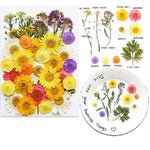 fleurs séchées multicolores variées naturelles scrapbooking décoration maison artisanat DIY